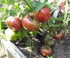 Томат Черный Русский, 0,5гр (фасовка)