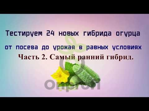 Огурец Бартин F1, 5шт (фасовка)