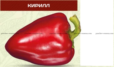 Перец Кирилл Ницсса,