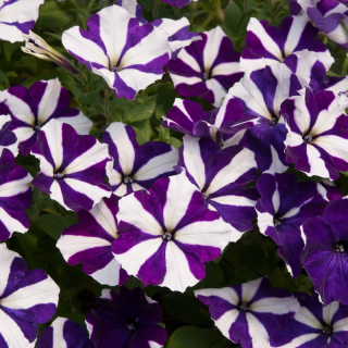 (п.ф.) Петуния Мираж Блю Стар F1,