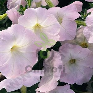 (п.ф.) Петуния Рамблин Лилак Гло F1, 100 шт (№9-1-4)