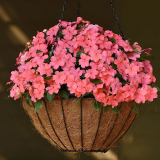 (п.ф.) Бальзамин Бекон Коралл, 500 шт (№2-7)