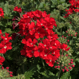 (п.ф.) Вербена Обсешн Скарлет, 250 шт (№6-212)