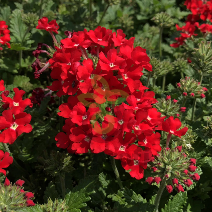 (п.ф.) Вербена Обсешн Скарлет, 250 шт (№6-212)