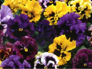 (п.ф.) Виола Виттрока Фризл Сизл Микс F1, 