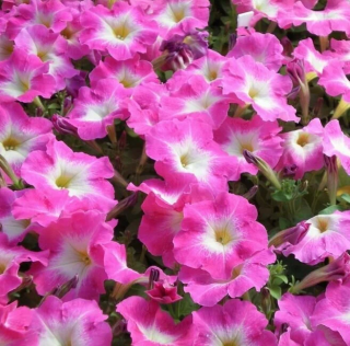 (п.ф.) Петуния Мерлин Пинк Морн F1, 250 шт (№9-5-51)