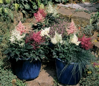 (п.ф.) Астильба Арендса Астари Микс, 100 драже (№6-540)