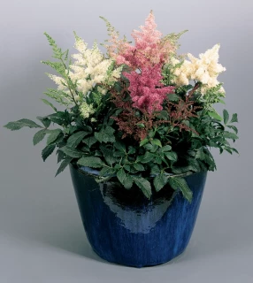 (п.ф.) Астильба Арендса Астари Микс, 100 драже (№6-540)