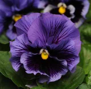 (п.ф.) Виола Фризл Сизл Блю F1, 100 шт (№4-125)