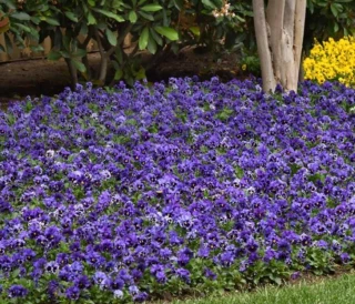 (п.ф.) Виола Фризл Сизл Блю F1, 100 шт (№4-125)