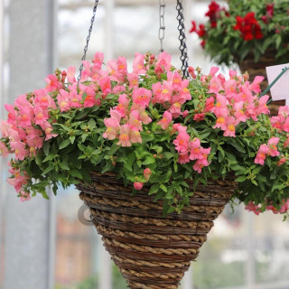 (п.ф.) Львиный зев Кэнди Шауерс Пинк,