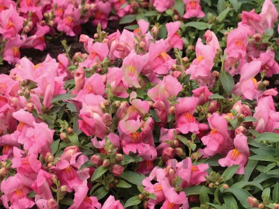 (п.ф.) Львиный зев Кэнди Шауерс Пинк,