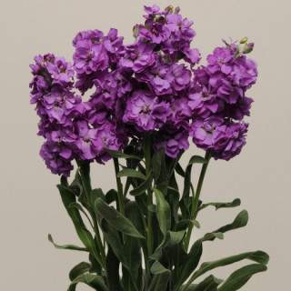 (п.ф.) Маттиола Катц Блю,