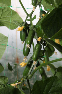 Огурец KS 1599 F1,