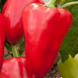 Перец Император F1,