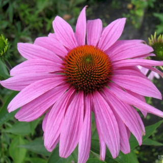 (п.ф.) Эхинацея Примадонна Дип Роуз,