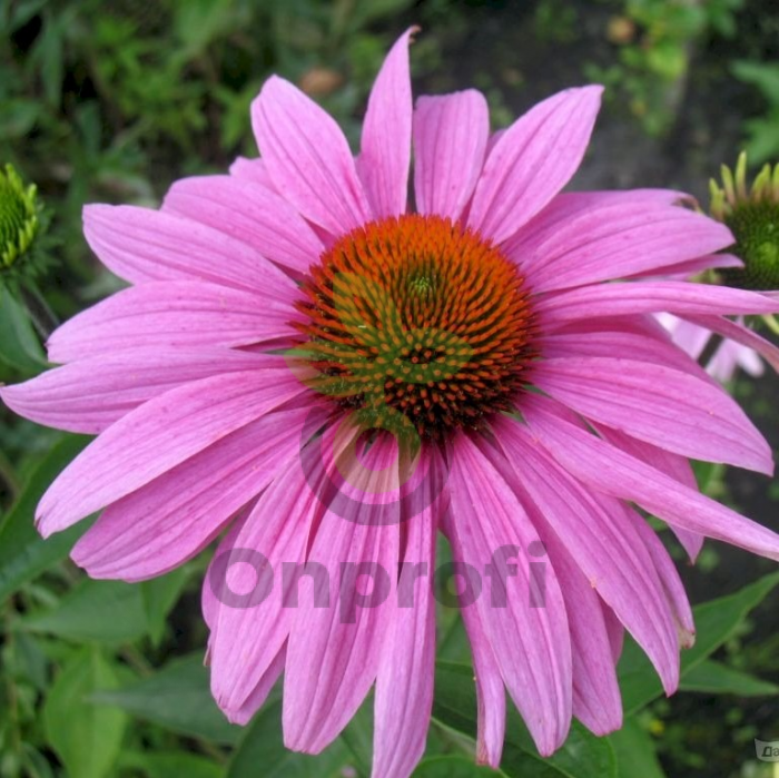 (п.ф.) Эхинацея Примадонна Дип Роуз,
