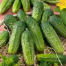 Огурец Заначка F1,