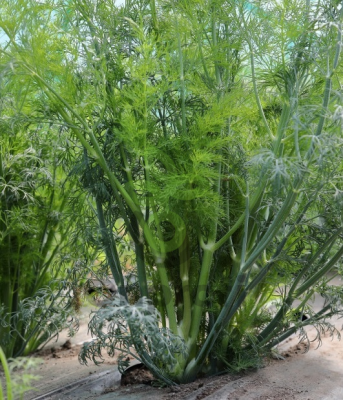 Укроп Марафон, 1 кг