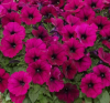 (п.ф.) Петуния Джоконда Виолет F1,