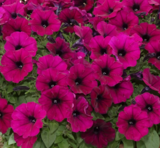 (п.ф.) Петуния Джоконда Виолет F1,