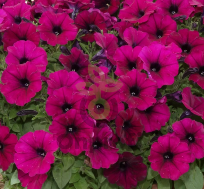 (п.ф.) Петуния Джоконда Виолет F1,