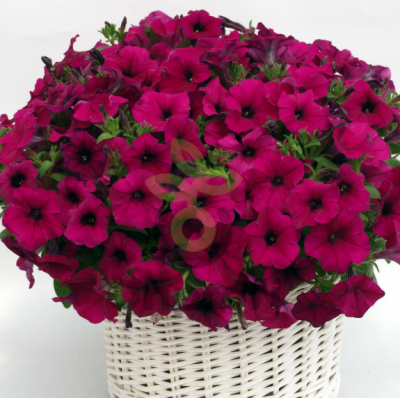 (п.ф.) Петуния Джоконда Виолет F1,