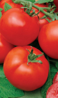 Томат Волгоградский скороспелый 323, 0,5гр (фасовка)