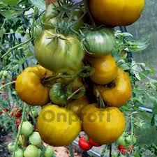 Томат Чероки грин, 0,5гр (фасовка)