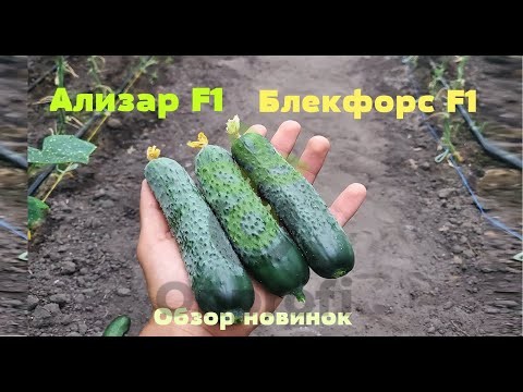 Огурец Ализар,