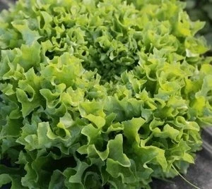 (м.ф.) Салат Ералаш, 2гр