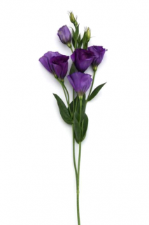 (п.ф.) Эустома Кан Кан Парпл, 100 драже (№12-10)