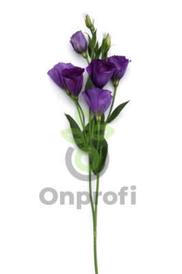 (п.ф.) Эустома Кан Кан Парпл, 100 драже (№12-10)