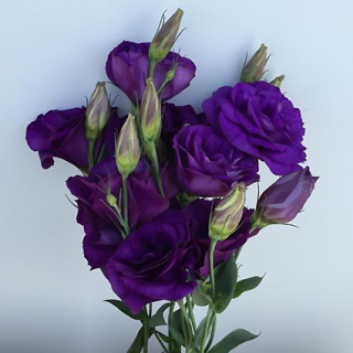 (п.ф.) Эустома Кан Кан Парпл, 100 драже (№12-10)