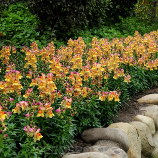 (п.ф.) Львиный зев Снапшот Сансет, 250 шт (№6-213)