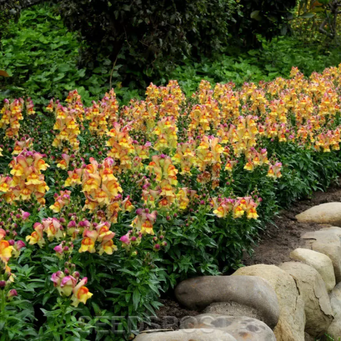 (п.ф.) Львиный зев Снапшот Сансет, 250 шт (№6-213)