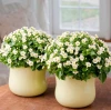(п.ф.) Экзакум Роял Дейн Вайт, 500 драже (№6-283)