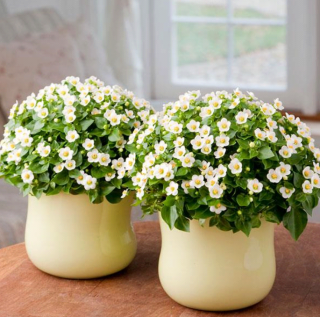 (п.ф.) Экзакум Роял Дейн Вайт, 500 драже (№6-283)