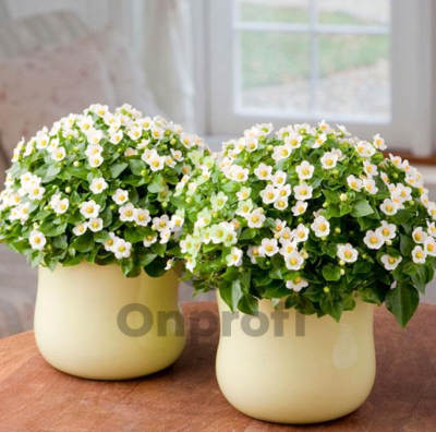 (п.ф.) Экзакум Роял Дейн Вайт, 500 драже (№6-283)