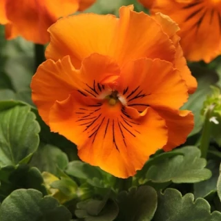 (п.ф.) Виола Виттрока Фризл Сизл Оранж F1,