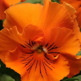 (п.ф.) Виола Виттрока Фризл Сизл Оранж F1,