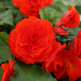 (п.ф.) Бегония Фортуна Скарлет Ред F1, 100 шт (№6-375)