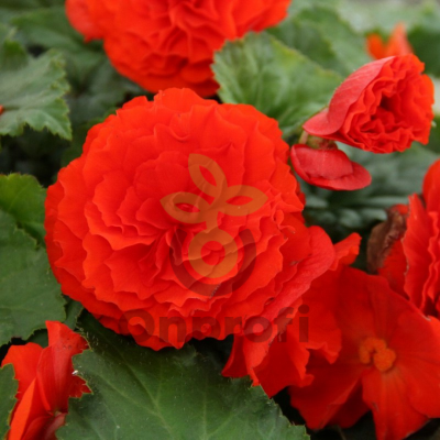 (п.ф.) Бегония Фортуна Скарлет Ред F1, 100 шт (№6-375)