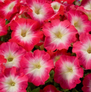 (п.ф.) Петуния Мерлин Ред Морн F1, 250 шт (№9-5-52)