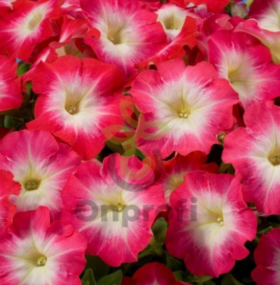 (п.ф.) Петуния Мерлин Ред Морн F1, 250 шт (№9-5-52)