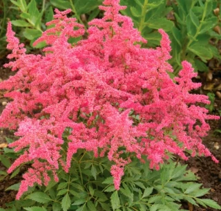 (п.ф.) Астильба Арендса Астари Пинк Шейдес,