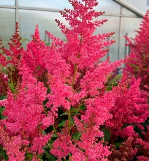 (п.ф.) Астильба Арендса Астари Пинк Шейдес,