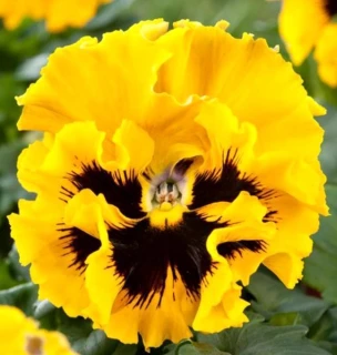 (п.ф.) Виола Фризл Сизл Еллоу F1, 100 шт (№4-124)