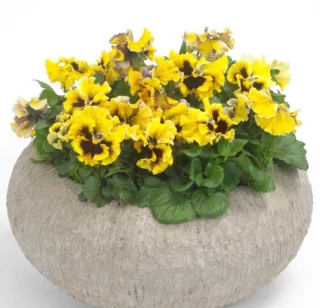 (п.ф.) Виола Фризл Сизл Еллоу F1, 100 шт (№4-124)