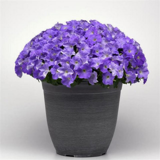 (п.ф.) Петуния Вейв Лавандер F1, 100 драже (№9-1-119)